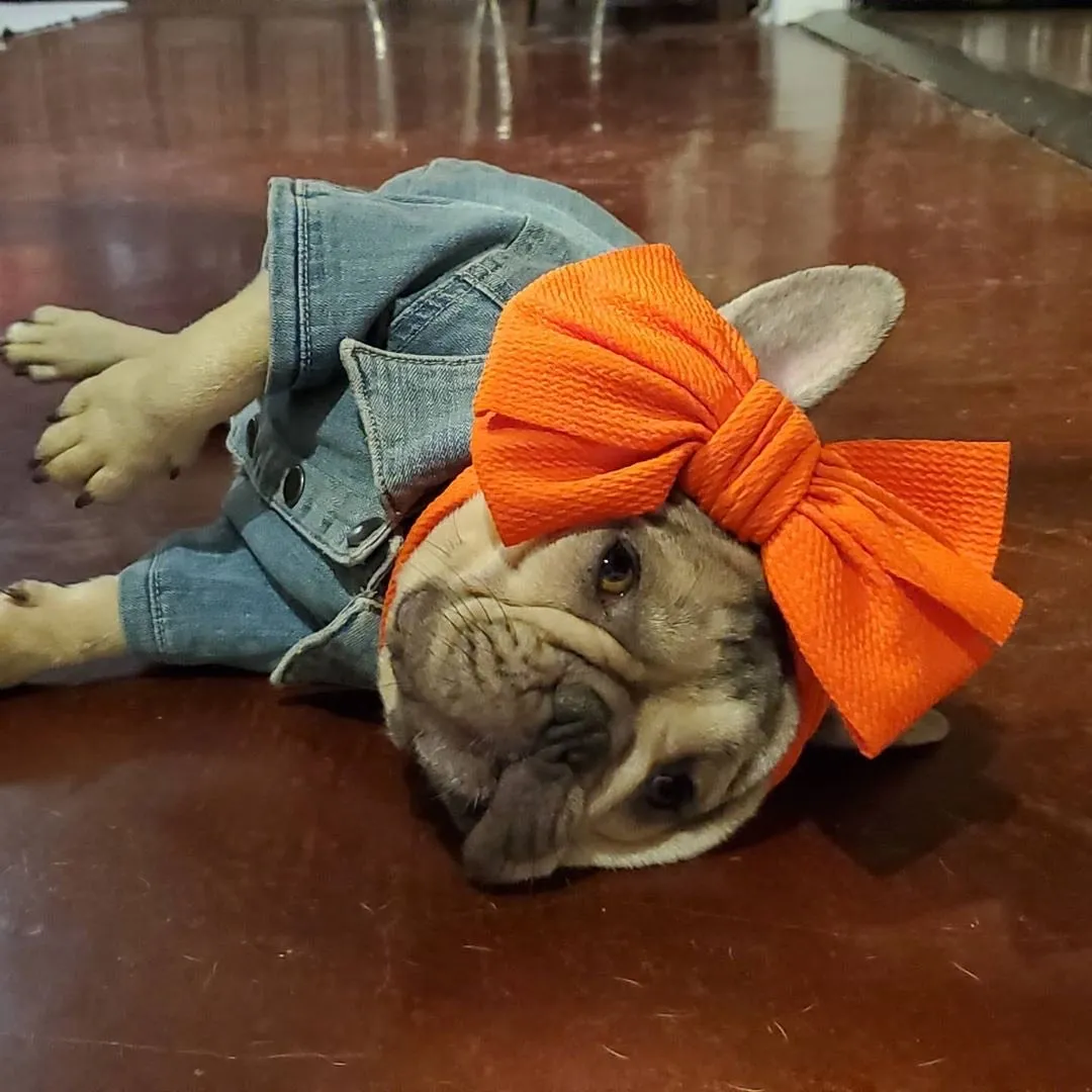 Frenchiestore Pet Head Bow | Orange